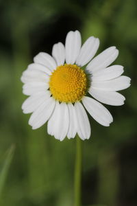 Close-up of white daisy blooming outdoors