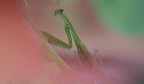 Close-up of insect on plant