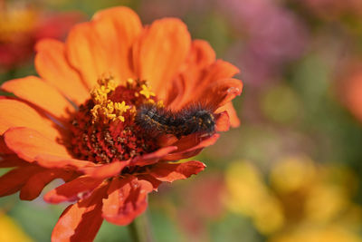Close-up of caterpillar on yellow-orange flower