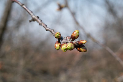 fruit