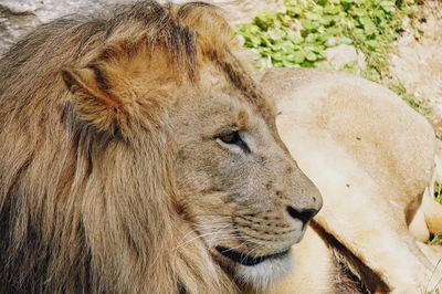 Close-up of a lion looking away