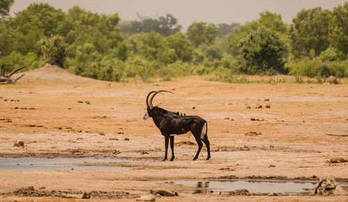 Honed animal standing on field