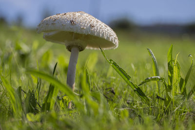 Close-up of mushroom growing on field