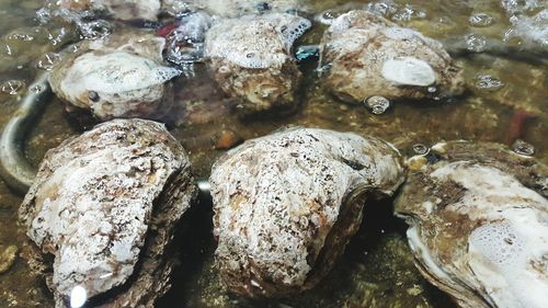 Close-up of turtle in water