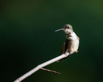 Close-up of bird perching on twig