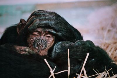 Chimpansee baby resting with her mom.