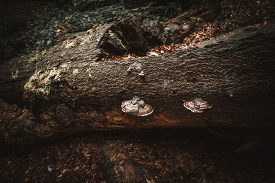 High angle view of tree trunk