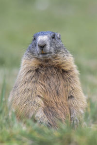 Close-up of squirrel