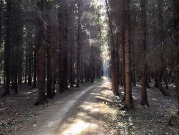 Road passing through forest