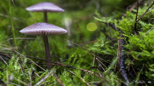 Close-up of mushroom growing in forest