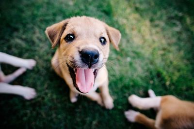 High angle portrait of puppy on field