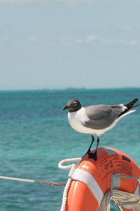 Close-up of seagull perching on sea against sky