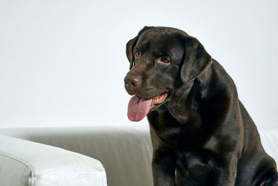 Close-up of dog looking away while sitting on sofa