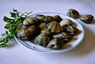 High angle view of shells in plate