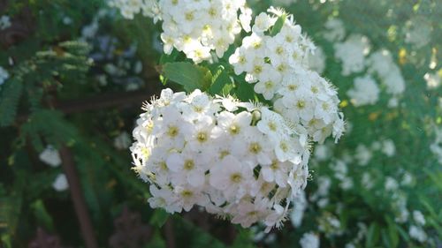 Close-up of white flowers