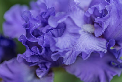 Close-up of purple flowers blooming outdoors