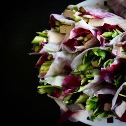 Close-up of pink rose