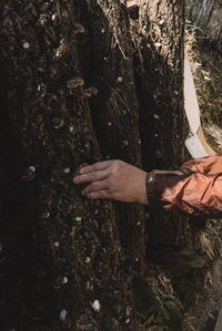 Cropped hands of man touching tree trunk in forest