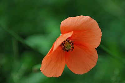 Close-up of insect on orange flower