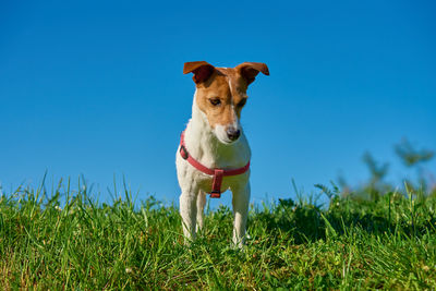 Portrait of jack russell terrier dog on vibrant green grass under clear blue sky
