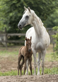 Two horses at farm