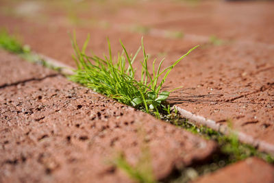 Close-up of small plant growing on field