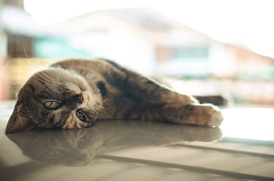 Domestic female cat lying and relaxing on car roof at the car park of the house.