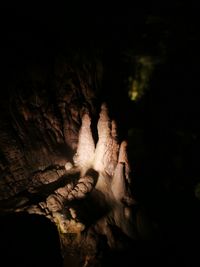 Close-up of tree trunk at night