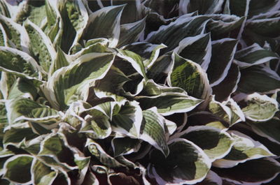 Close-up of leaves
