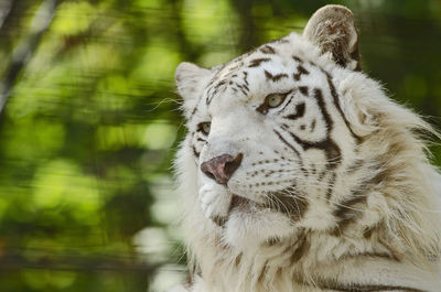 Photo of a white tiger also called a  royal bengal or indian tiger, taken at safari niagara.