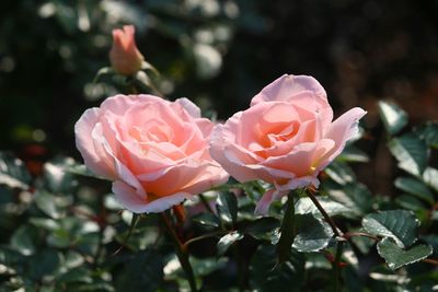 Close-up of pink rose blooming outdoors