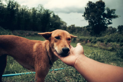 Close-up of hand holding dog on field