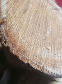 High angle view of tree trunk