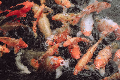 High angle view of koi carps swimming in pond