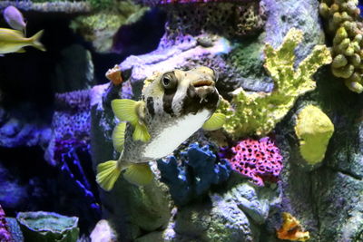 Fish swimming in sea