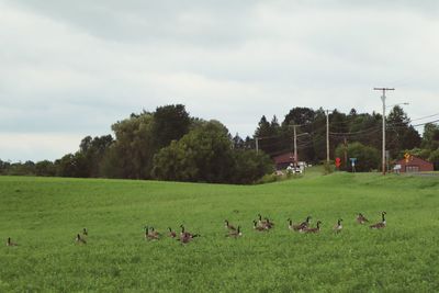 Scenic view of grassy field against sky