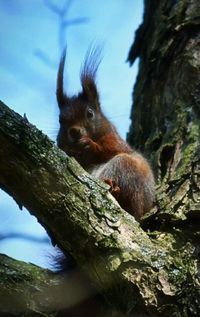 Monkey on tree trunk