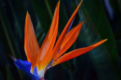 Close-up of orange flower