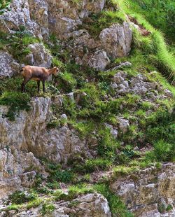 View of sheep on rock