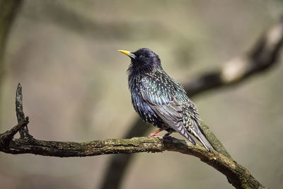 Close-up of bird perching on branch