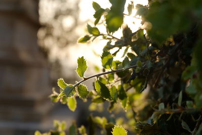 Close-up of fresh green plant