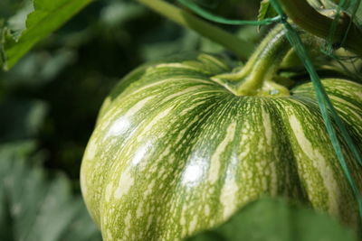 Close-up of green leaf