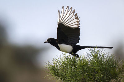 Low angle view of bird flying against the sky