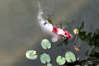 High angle view of koi fish in lake