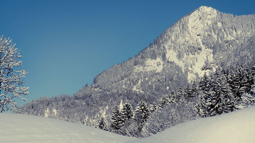 Pine trees on snow covered mountain against clear sky