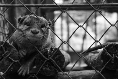 Close-up of chainlink fence in cage