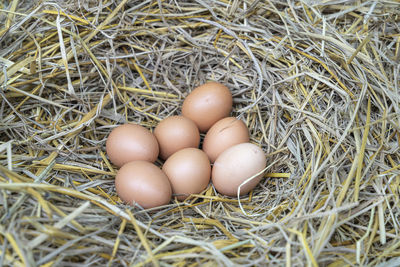 High angle view of eggs in nest