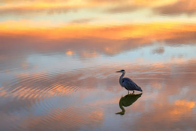 Duck swimming in a lake