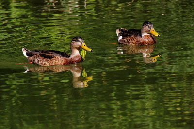 Ducks in a lake