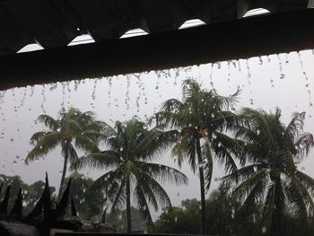 Low angle view of palm trees